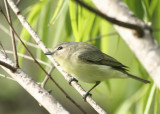 Lynns Tennessee Warbler, Paradise Pond