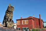 The cats of Burano