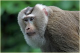 Pig Tailed Macaque Monkey