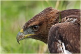 Bonellis Eagle