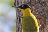 Black Headed Woodpecker 