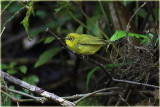 Oriental White-Eye