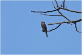 Dark  Sided Flycatcher 