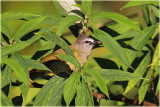 Flavescent Bulbul  