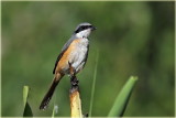 Grey Backed Shrike 