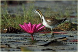 Pheasant Tailed Jacana