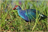 Purple Swamphen 