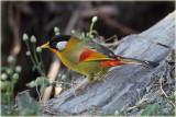 Silver Eared Mesia 