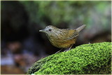 Steaked Wren Babbler  