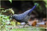 Blue Whistlingthrush .jpg