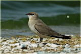 Small Pratincole 