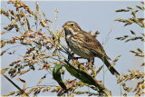 Corn Bunting.jpg