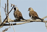 Namaqua Dove Male and Female 1 MG_2121.jpg