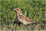 Wryneck 2.jpg