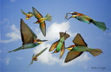 European Bee Eater Montage 