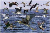Birds on the Lake Montage