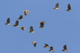 Hurghada Birds Okt-Nov 2012