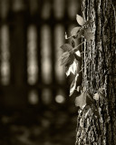 10/20/2012 - Holding On (b&w)<br><font size=3>ds20121020-0102aw.jpg</font>