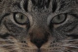 Mr. Pixel