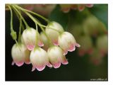 Prachtglocke / Enkianthus campanulatus