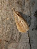 OOTHEQUE MANTE RELIGIEUSE / PRAYING MANTIS COCOON / Mantis religiosa
