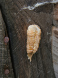 OOTHEQUE MANTE RELIGIEUSE / PRAYING MANTIS COCOON / Mantis religiosa