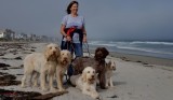 Lovely woman with her 5 well behaved Spinone dogs