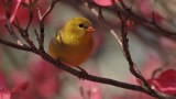   Female American  Goldfinch  on Pink Dogwood  