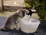  The kittens  first reflection of them selves in the water bowl.