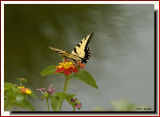 Tiger Swallowtail On Lantana