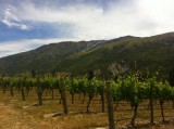 Winery on the way to Te Anau