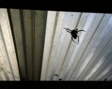 A spider we eliminated in our back patio