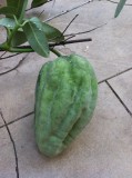 Unknown fruit in new garden