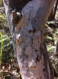 Sribbly Gum Tree - little bugs make all the lines under the bark