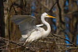 Great Egret