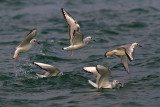 Bonaparte Gulls
