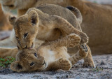 Cubs at play