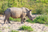 Rhino Calf