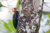 Blond-crested Woodpecker