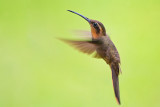 Saw-billed Hermit