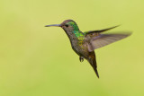 White-chinned Sapphire