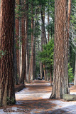 Lower Yosemite Falls trail