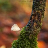 Autumn Woodlands