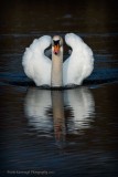 A-Swan-With-Attitude