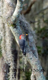 Red Bellied Woodpecker