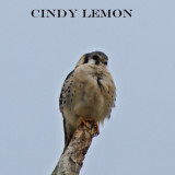 American Kestrel