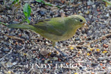 Painted Bunting Female