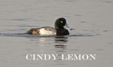 Greater Scaup