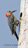 Woodpeckers and Flycatchers of Southeastern US