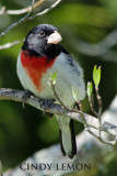 Rose Breasted Grosbeak